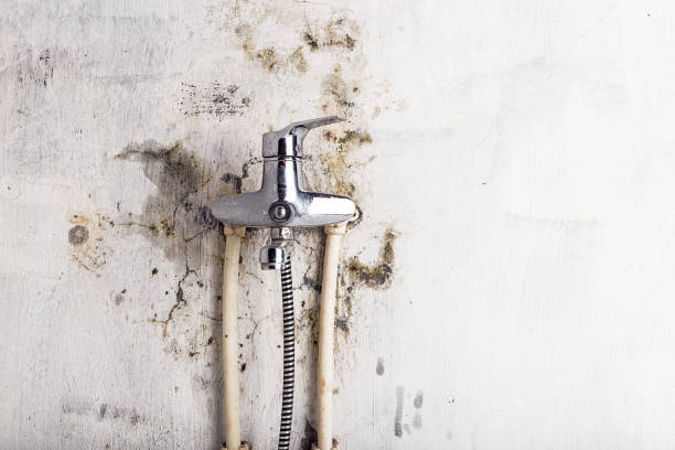 Best Mold Damage Repair  in South Zanesville, OH