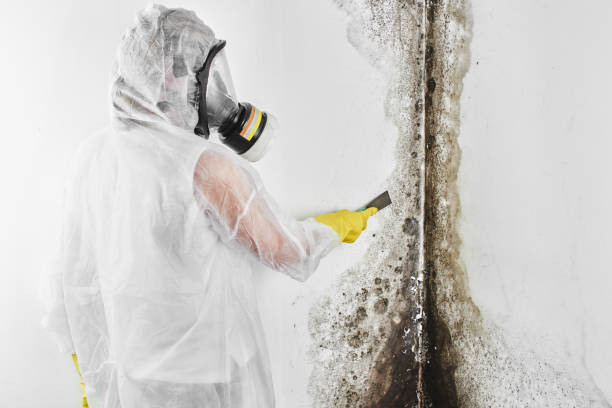 Best Toxic Mold Removal  in South Zanesville, OH