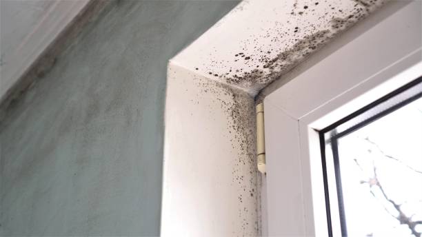 Best Mold Cleaning Services  in South Zanesville, OH