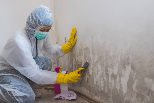 Best Home Mold Removal  in South Zanesville, OH