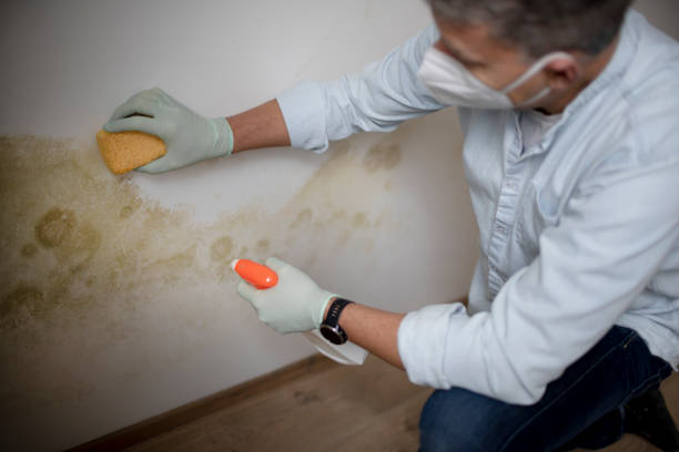 Best Attic Mold Removal  in South Zanesville, OH