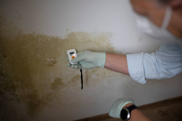 Best Emergency Mold Removal  in South Zanesville, OH