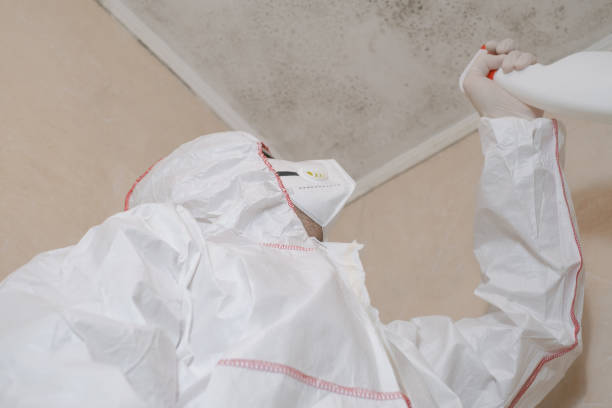 Best Local Mold Removal Service  in South Zanesville, OH