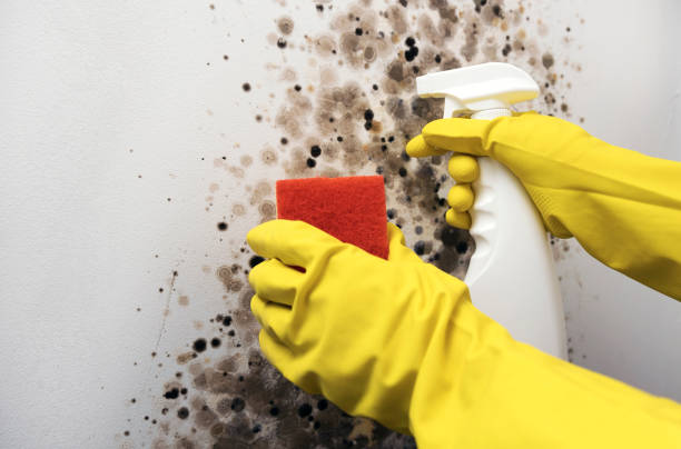 Best Mold Testing and Removal  in South Zanesville, OH