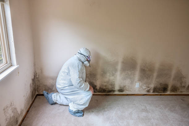Certified Mold Removal in South Zanesville, OH