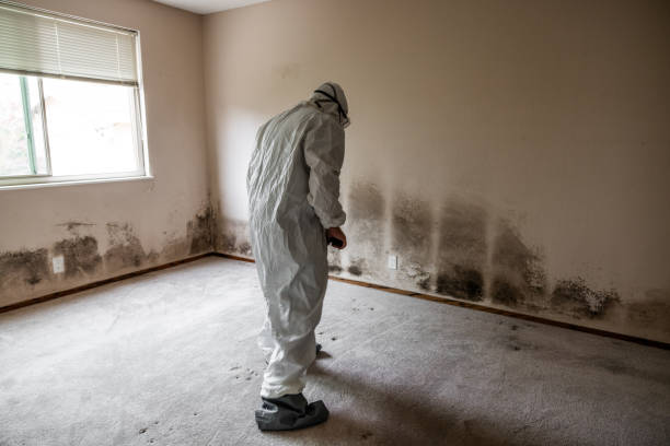 Best Commercial Mold Removal  in South Zanesville, OH
