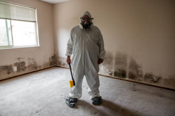 Best Affordable Mold Removal  in South Zanesville, OH