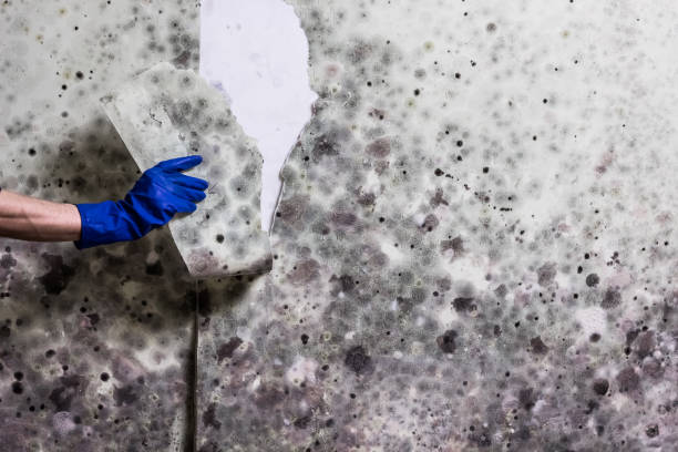 Best Black Mold Removal  in South Zanesville, OH