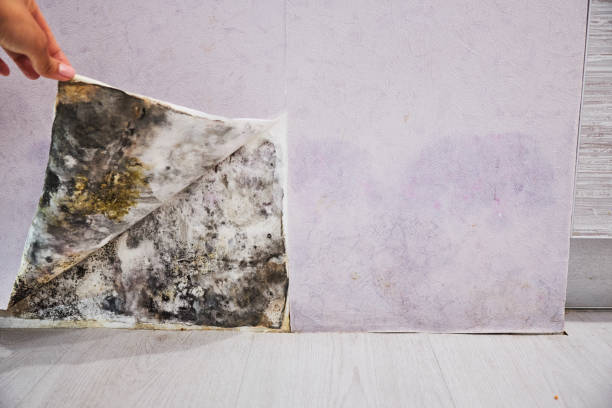 Best Professional Mold Removal  in South Zanesville, OH
